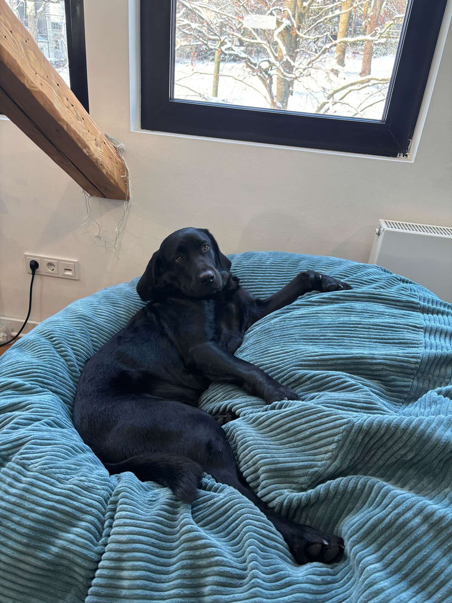 The office dog relaxing on a beanbag in the Touchpoint office.